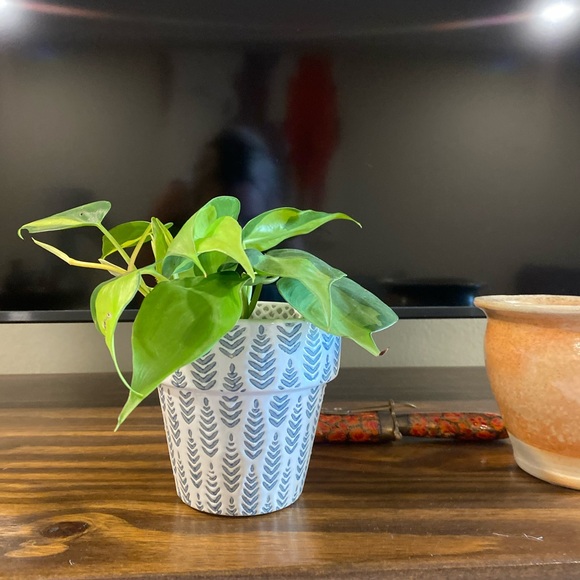 Meet your Posher, Kira - Picture 1 of 1